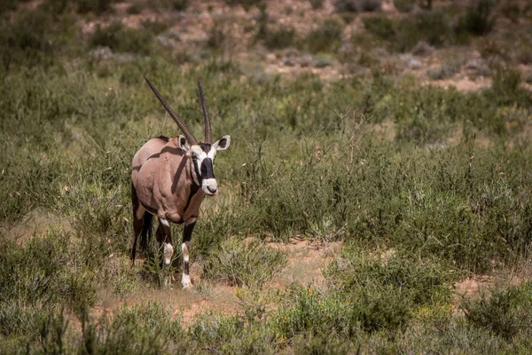 A fűben Oryx állt, és nézett. — Stock Fotó