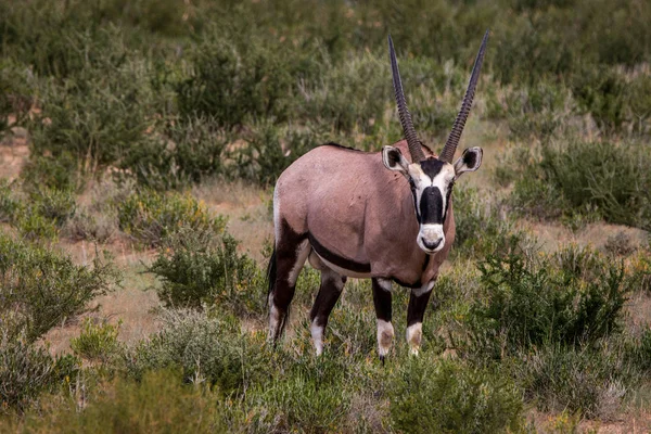 Oryx στέκεται στο γρασίδι και ψάχνει. — Φωτογραφία Αρχείου