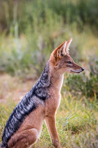 Side profile of a sitting Black-backed jackal. — Stock Photo, Image