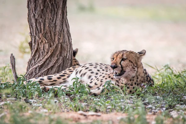 Gepard, kterým se stanoví vedle stromu. — Stock fotografie