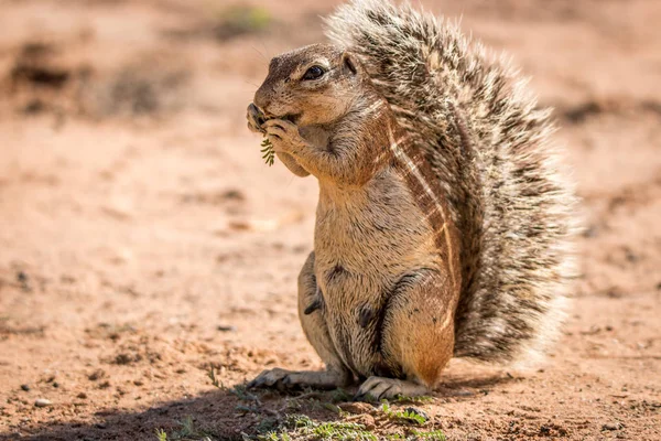 Ground squirrel eating something. — Stock Photo, Image