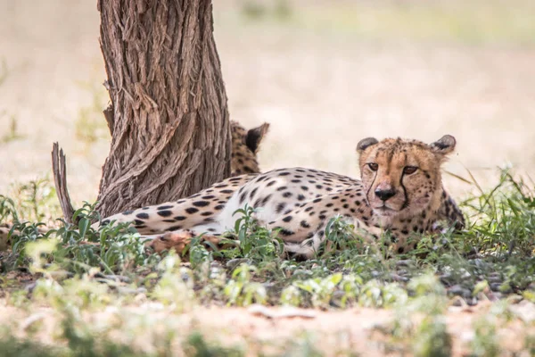 Gepard, kterým se stanoví vedle stromu. — Stock fotografie