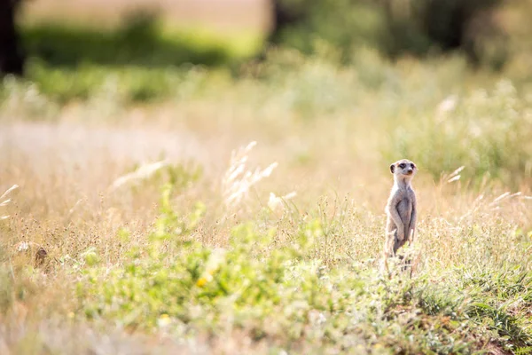 Meerkat Kgalagadi uyanık. — Stok fotoğraf