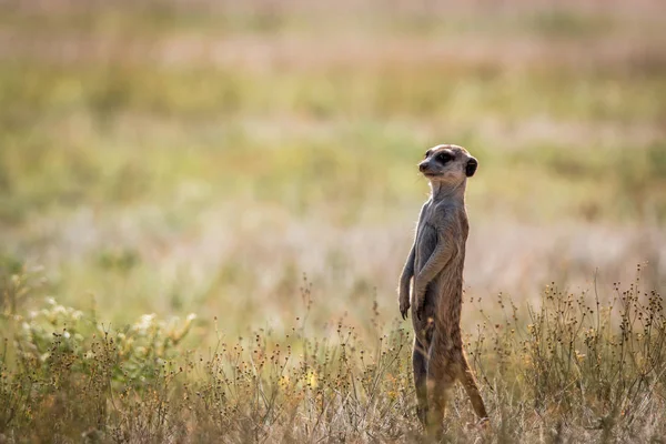 Meerkat no vigia no Kgalagadi . — Fotografia de Stock