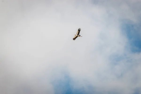 Secretario de vuelo pájaro en el Kgalagadi . — Foto de Stock