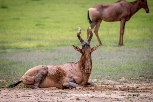 Red hartebeest rubbing it self in the mud. — Stock Photo, Image