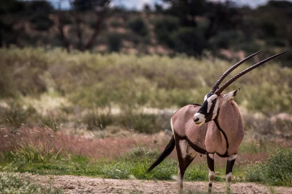 Gemsbok standing in the grass and starring. — Stock Photo, Image