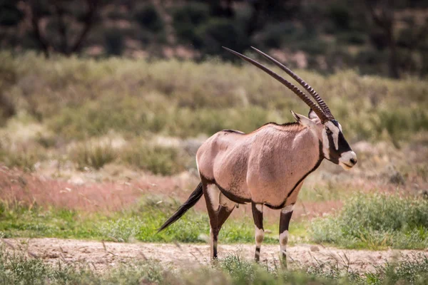 Gemsbok staande in het gras en het acteurs. — Stockfoto