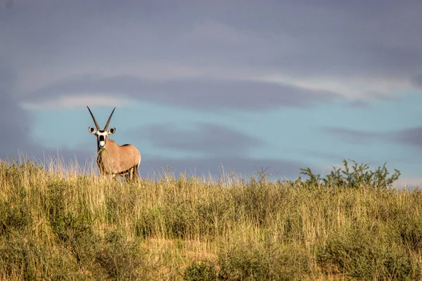 Gemsbok in piedi su una cresta e con protagonista . — Foto Stock