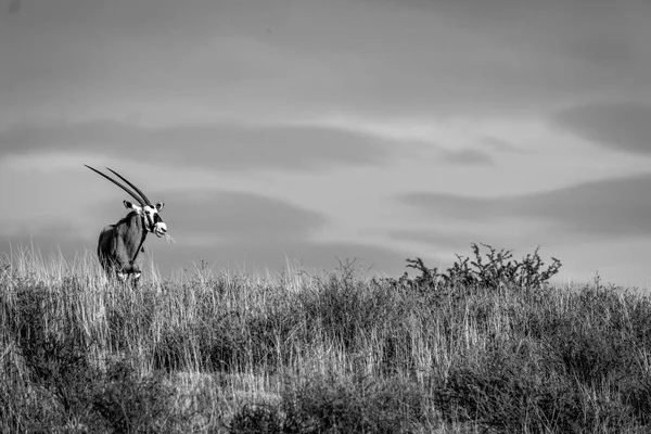 Nyársas antilop állva a gerinc és a főszereplő. — Stock Fotó