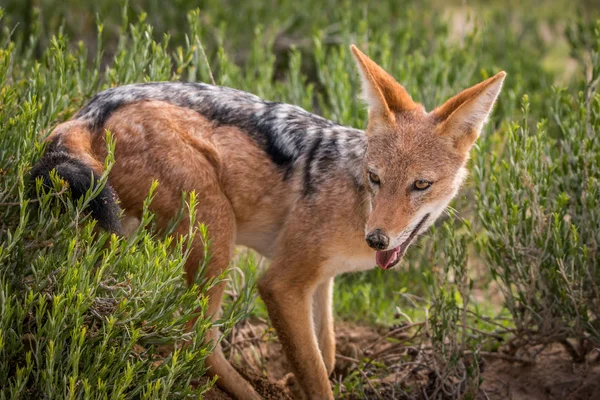 Black-backed jackal standing in the grass. — Stock Photo, Image