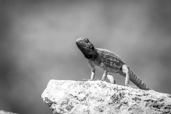 Marken agama på en sten i svart och vitt. — Stockfoto