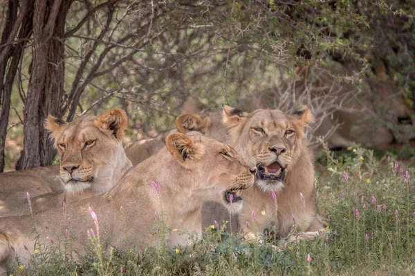 Pride of Lions laying in the grass. — Stock Photo, Image