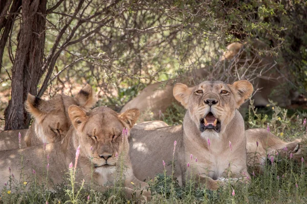 Pride of Lions laying in the grass.