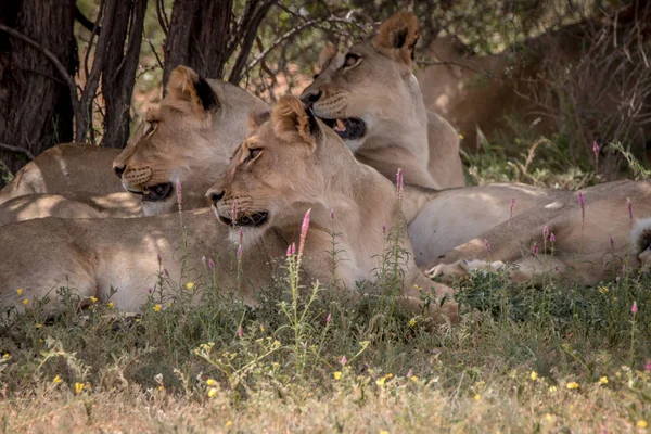 Fierté des Lions couchés dans l'herbe . — Photo