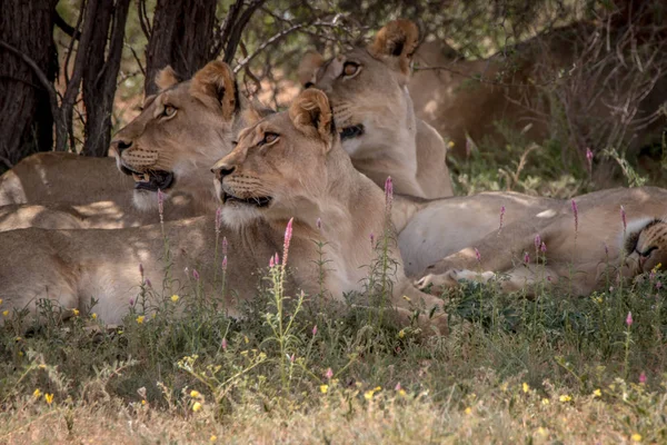 Pride of Lions laying in the grass. — Stock Photo, Image