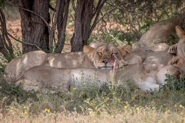 Pride of Lions laying in the grass.
