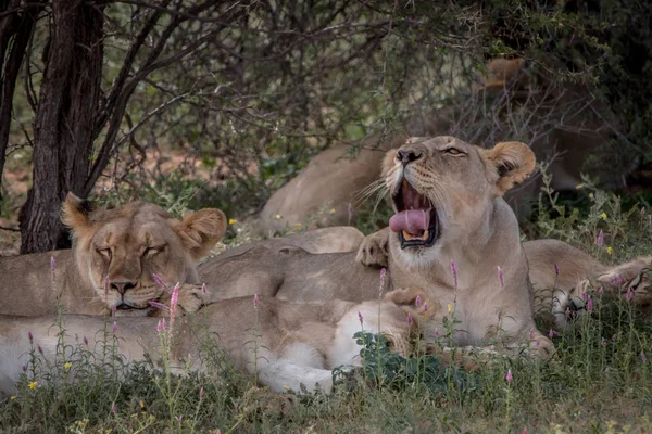 Orgullo de Leones tendidos en la hierba . — Foto de Stock