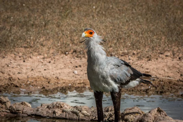 Secretary bird standing at a waterhole. — Stock Photo, Image