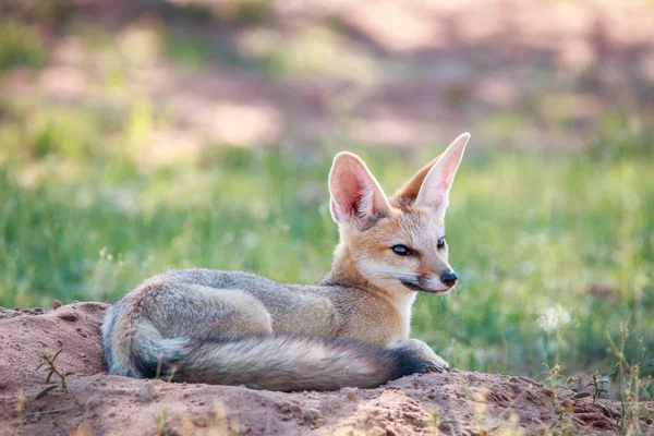 Kap fox fastställande i sanden. — Stockfoto