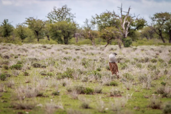 Kori túzok megjelenítésére a Kgalagadi. — Stock Fotó