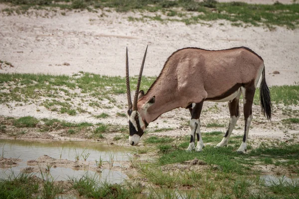 Kgalagadi에서 방목 gemsbok. — 스톡 사진
