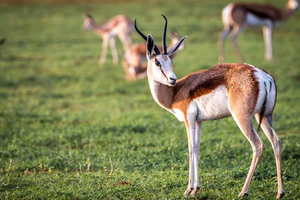 Springbok στέκεται στο γρασίδι. — Φωτογραφία Αρχείου