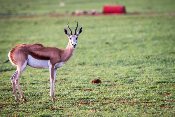 Springbok de pie en la hierba . — Foto de Stock