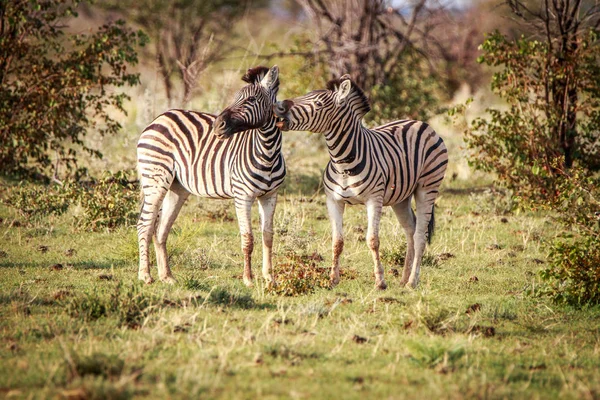 Zwei Zebras, die sich im Etoscha verbinden. — Stockfoto
