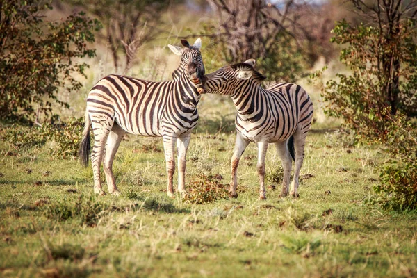 Два зебр склеювання Етоша. — стокове фото