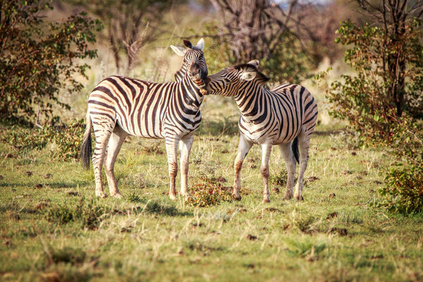 Two Zebras bonding in the Etosha National Park, Namibia.