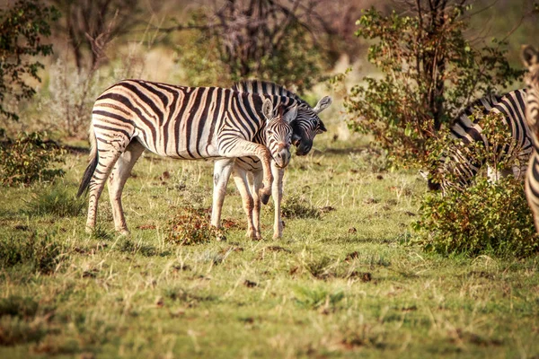 Twee Zebra's verlijmen in Etosha. — Stockfoto