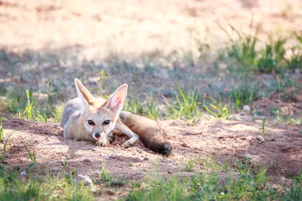 Kap fox om i sanden i Kgalagadi. — Stockfoto