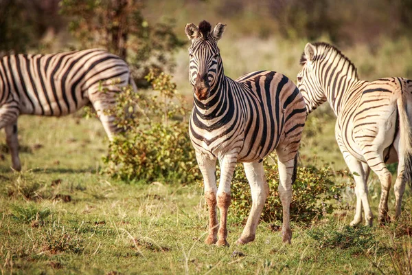Група зебр стоячи в траві. — стокове фото