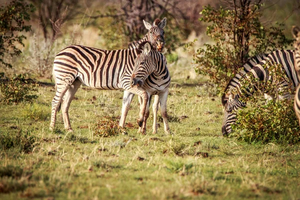 Two Zebras bonding in Etosha. — Stock Photo, Image