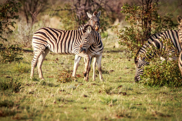 Two Zebras bonding in the Etosha National Park, Namibia.