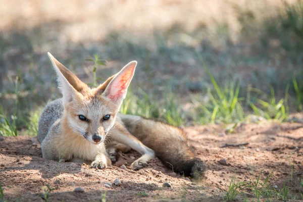 Cape fox laying in the sand in Kgalagadi. — Stock Photo, Image