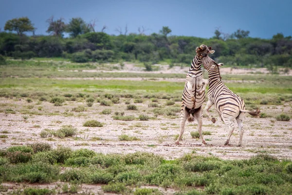 Två zebror striderna i Etosha. — Stockfoto