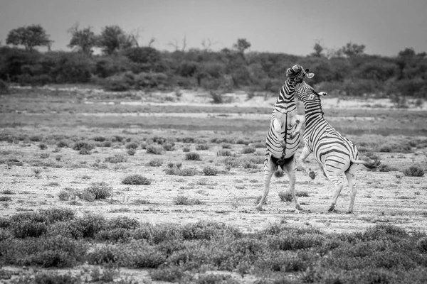 Due Zebre che combattono in bianco e nero . — Foto Stock