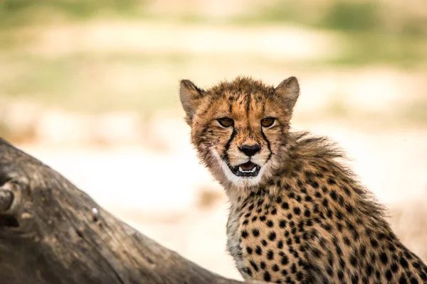 Guépard regardant autour de Kgalagadi . — Photo