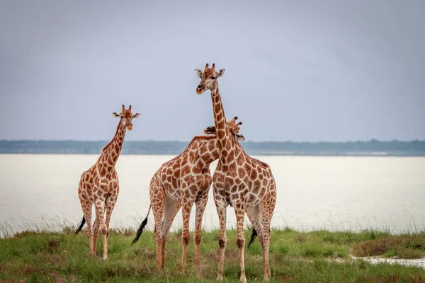 Grupo de jirafas de pie en la hierba . — Foto de Stock