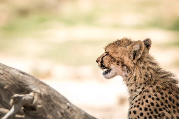 一只猎豹于卡拉哈迪的侧面. — 图库照片