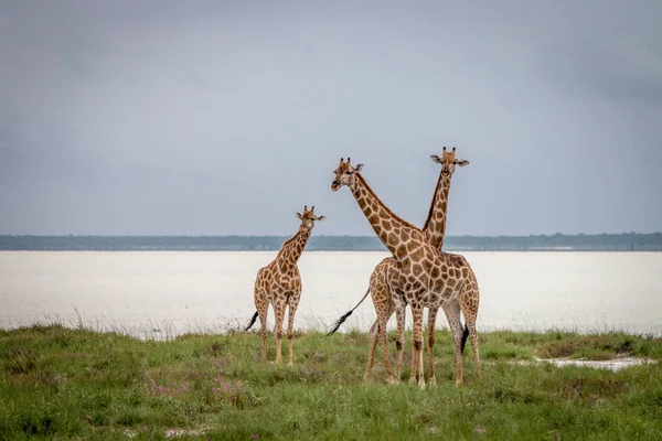 Grupo de jirafas de pie en la hierba . — Foto de Stock
