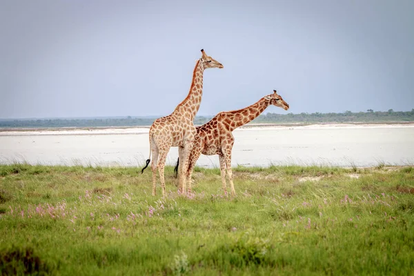 Dos jirafas de pie en la hierba . — Foto de Stock