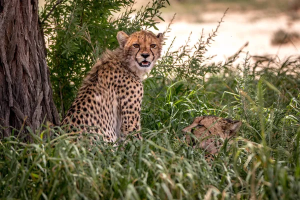 Cheetah sentado y protagonizada por la cámara . — Foto de Stock