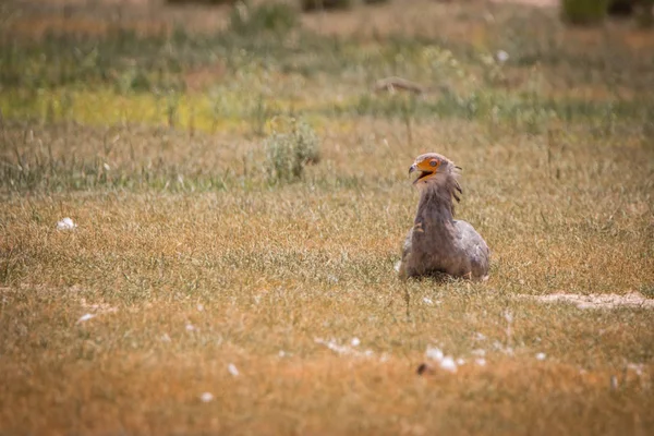 Secretary bird sitting in the grass.