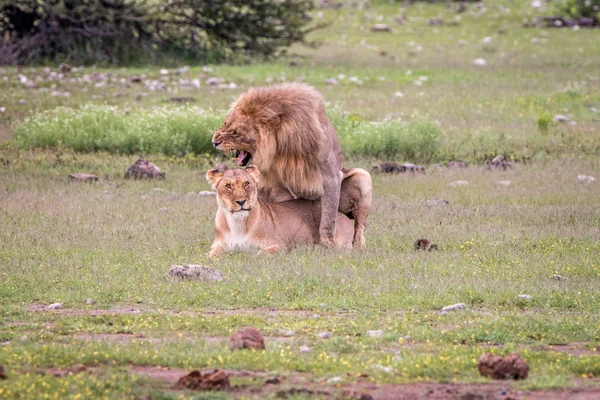 풀밭에서 짝짓기 하는 사자 커플. — 스톡 사진