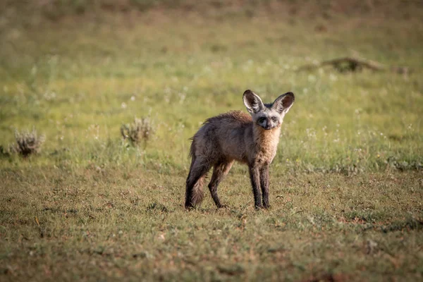 Zorro de orejas de murciélago protagonizado por la cámara . —  Fotos de Stock