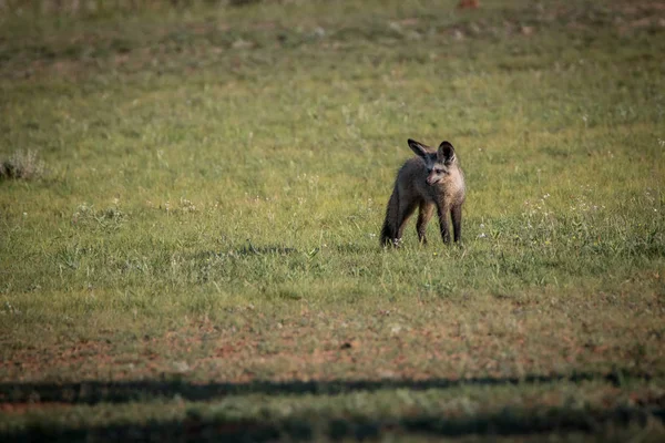 Raposa de orelhas mortas andando na grama . — Fotografia de Stock