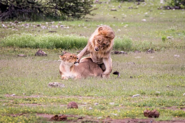 Coppia di leoni che si accoppiano nell'erba . — Foto Stock